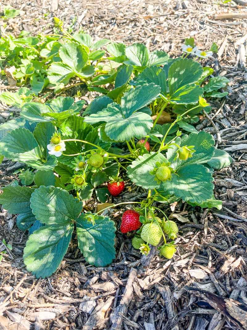 Spinach and Strawberries: Shade and Sweetness