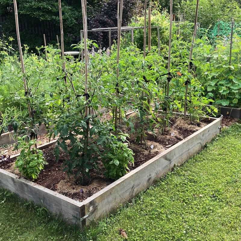 Raised Beds Control Garden Chaos