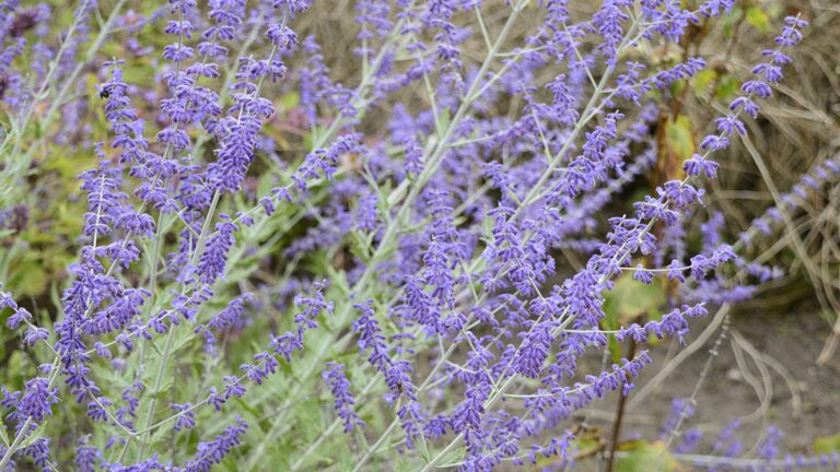 russian sage plant