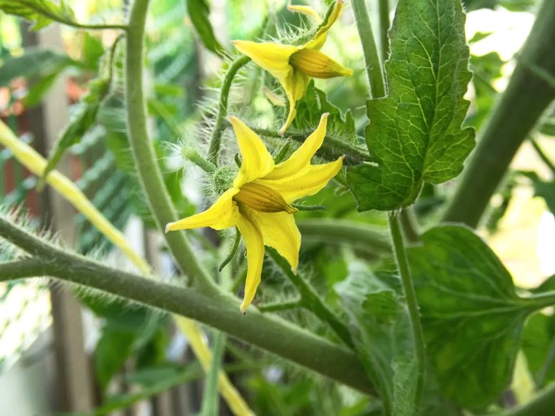 Reduces Flower Drop