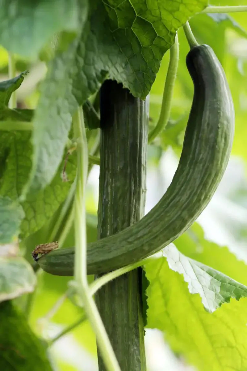 Customizable Nutrient Delivery