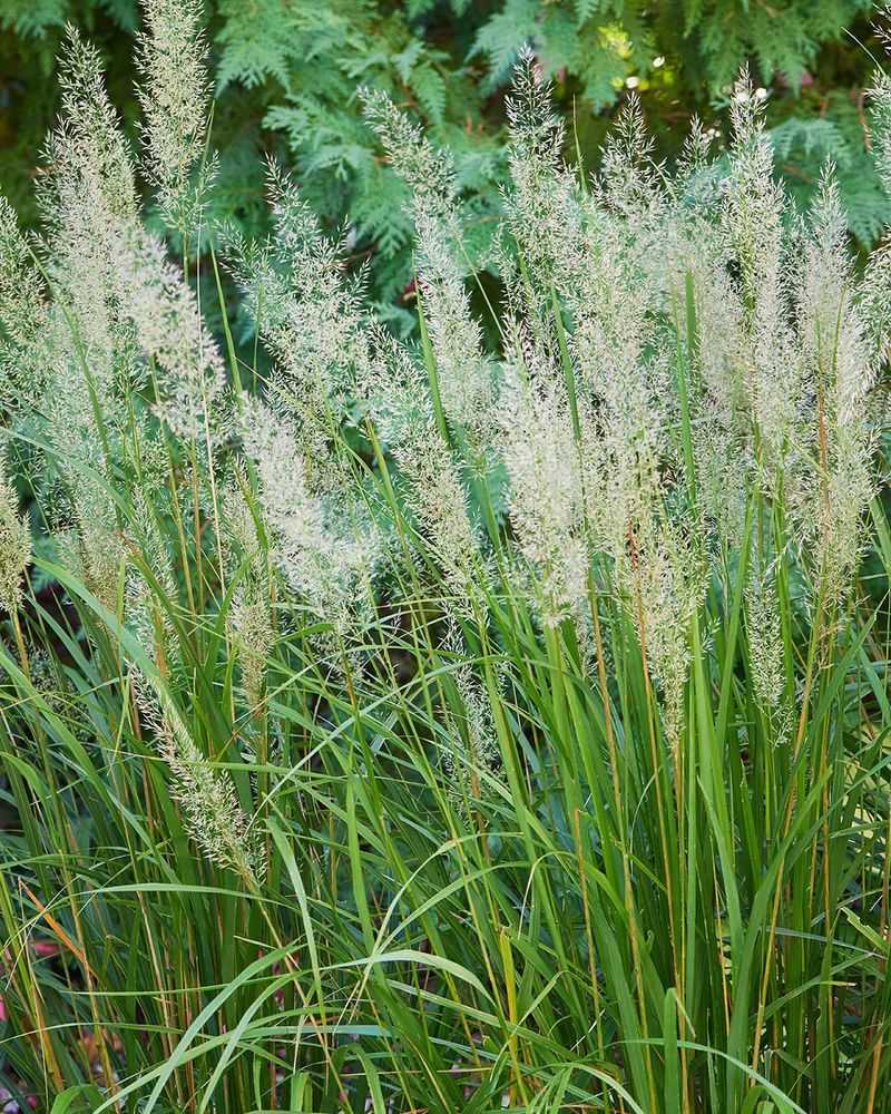 Tall Ornamental Grasses