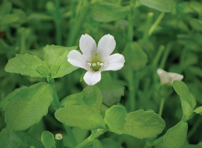 Brahmi: Ancient Knowledge Preserver