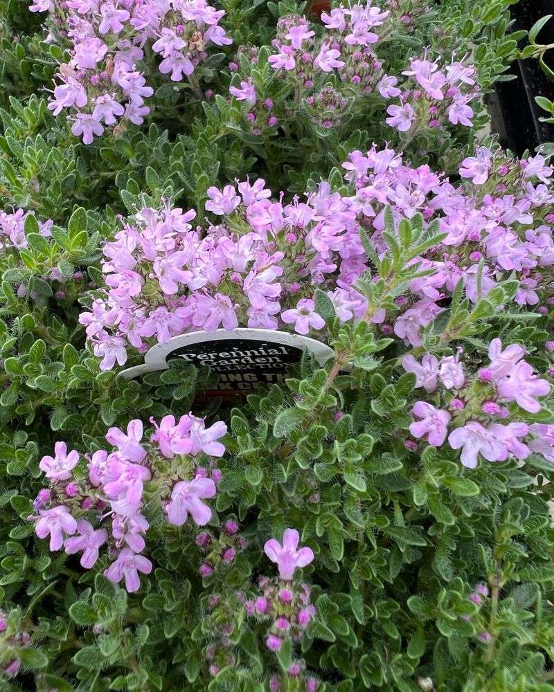 Creeping Thyme