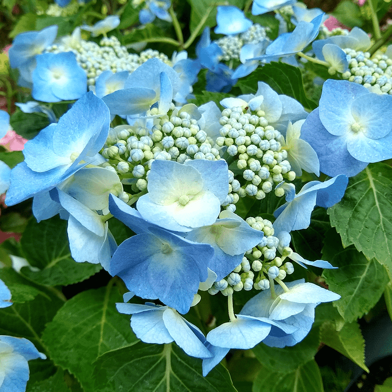 Hydrangea macrophylla