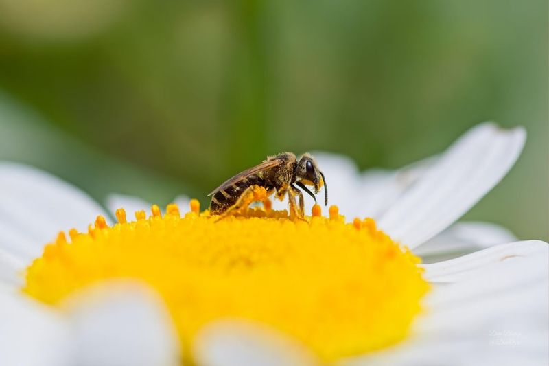 Certain Insecticides Harmful to Pollinators