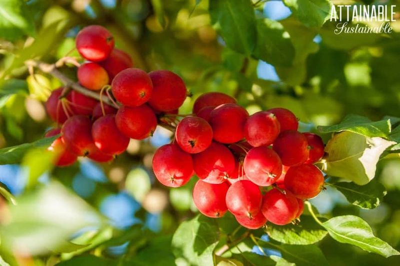 Crabapple Trees: Year-Round Deer Attraction