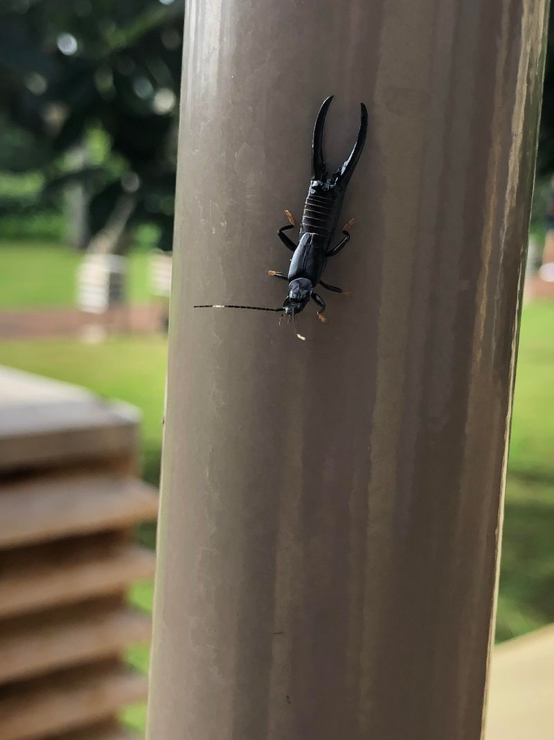 Voracious Earwigs