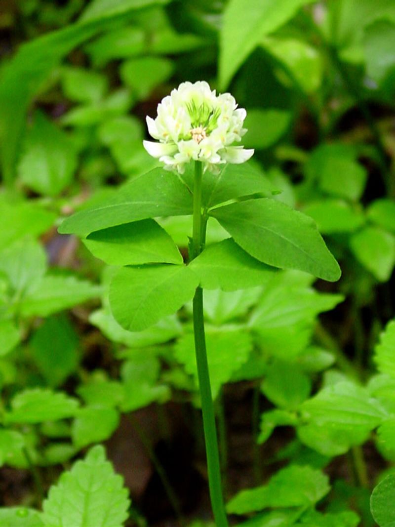 Running Buffalo Clover