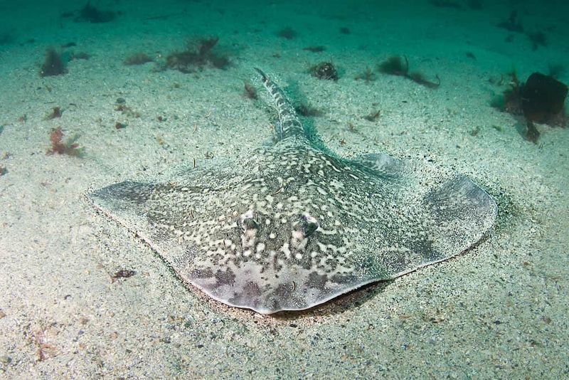 Norway's Thorny Skate: The Underwater Vacuum Cleaner