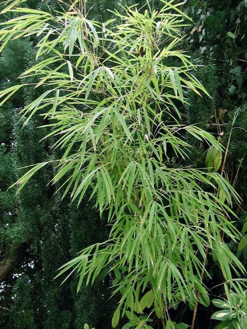 China's Dancing Bamboo