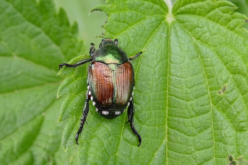 Destructive Japanese Beetles