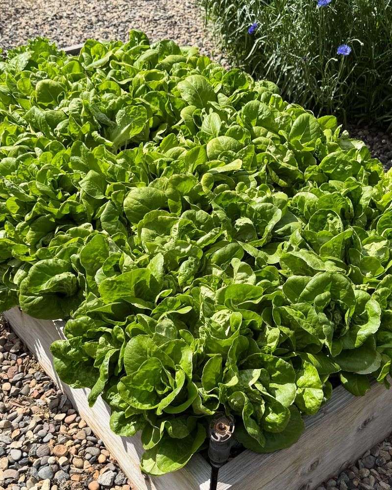 Fertilizing For Success