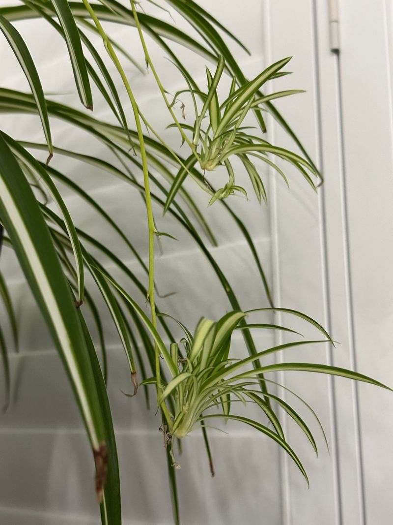 Excessive Pruning