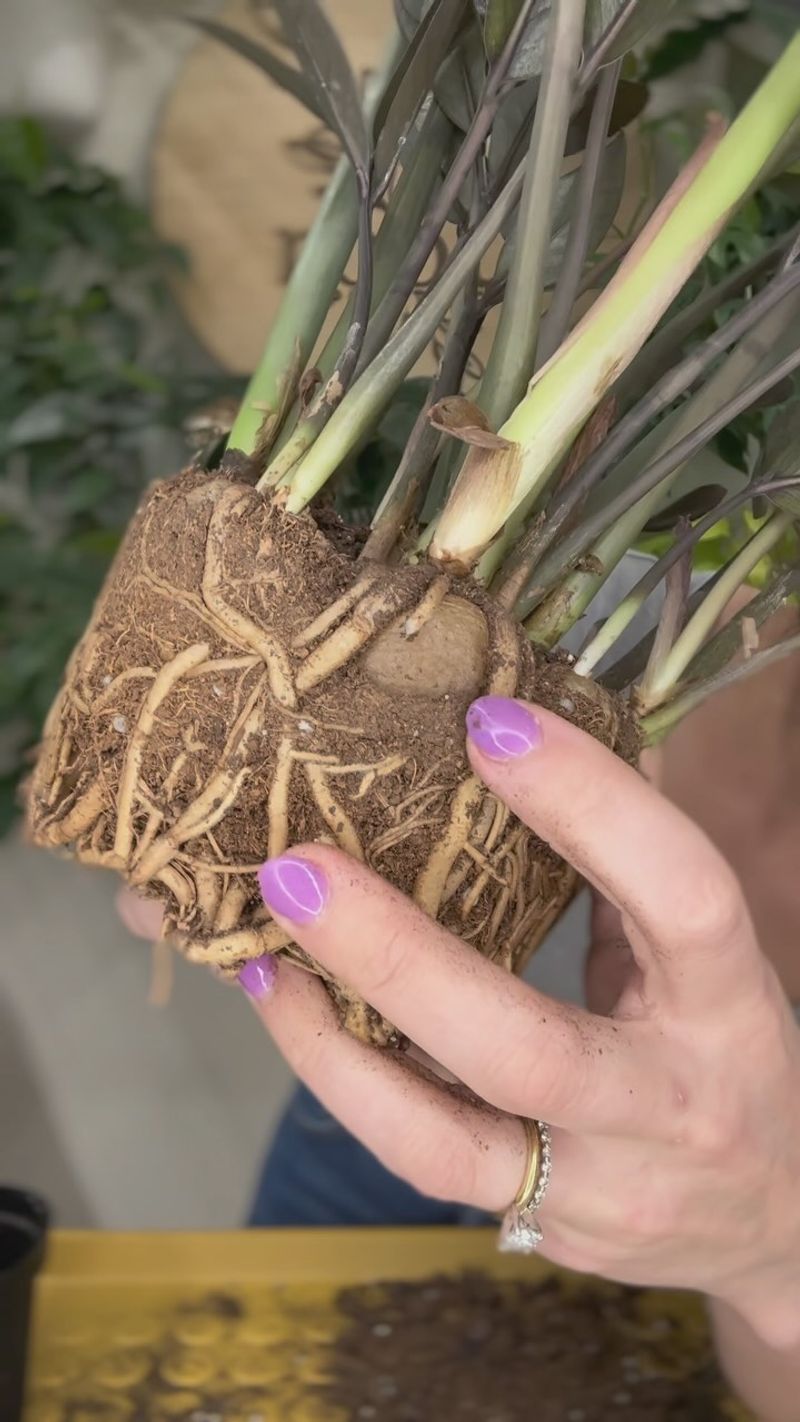 Root Rot