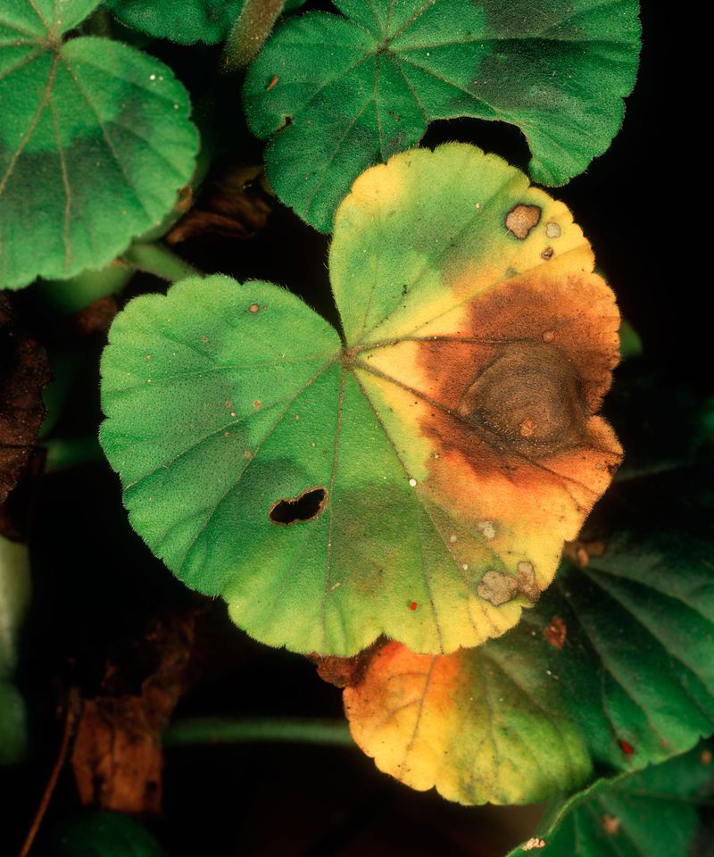 Fungal Diseases