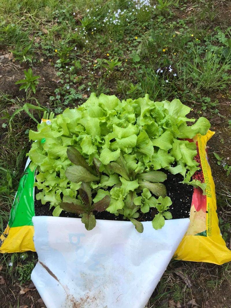 Perfect Depth Control For Shallow-Rooted Plants