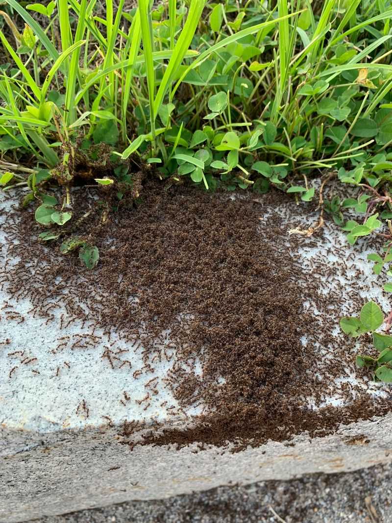 Soil Nutrient Enhancers