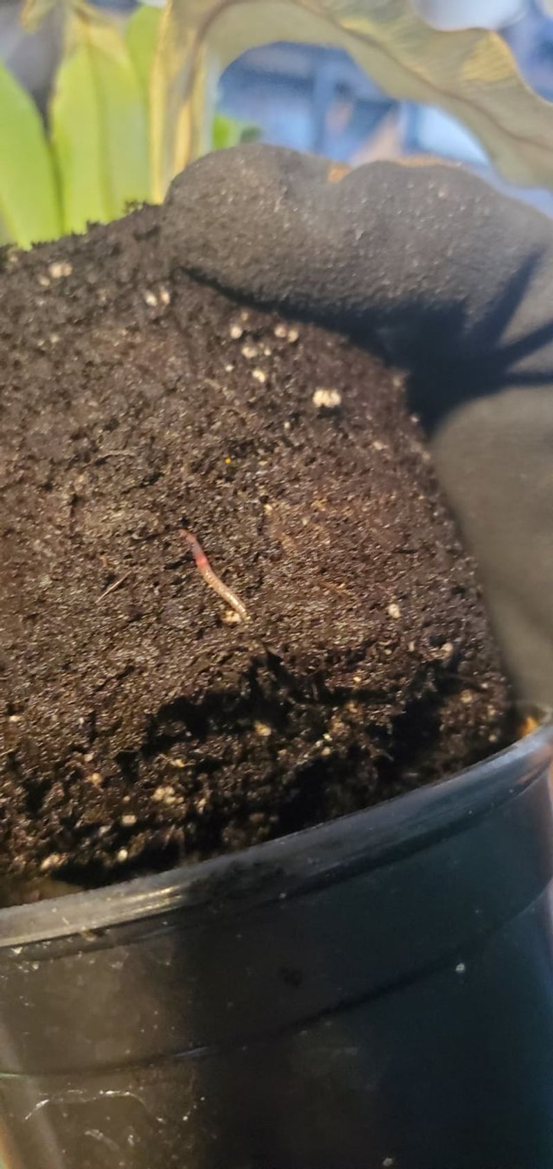 Worm Attraction Benefits