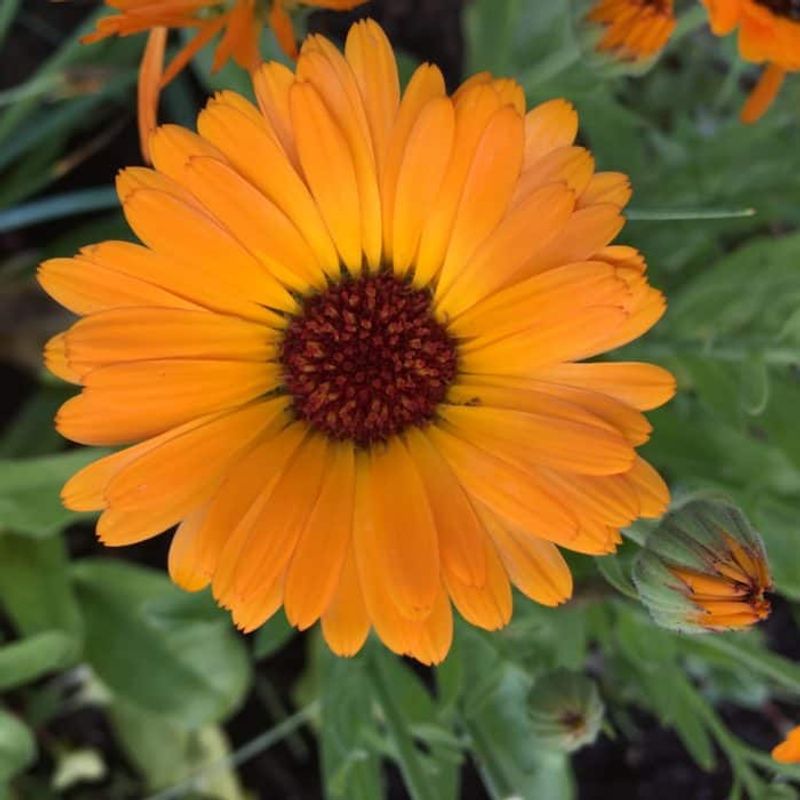 Center Disk Turns Brown