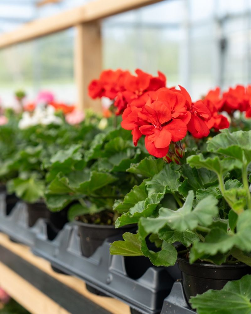 Flower Center Exposure