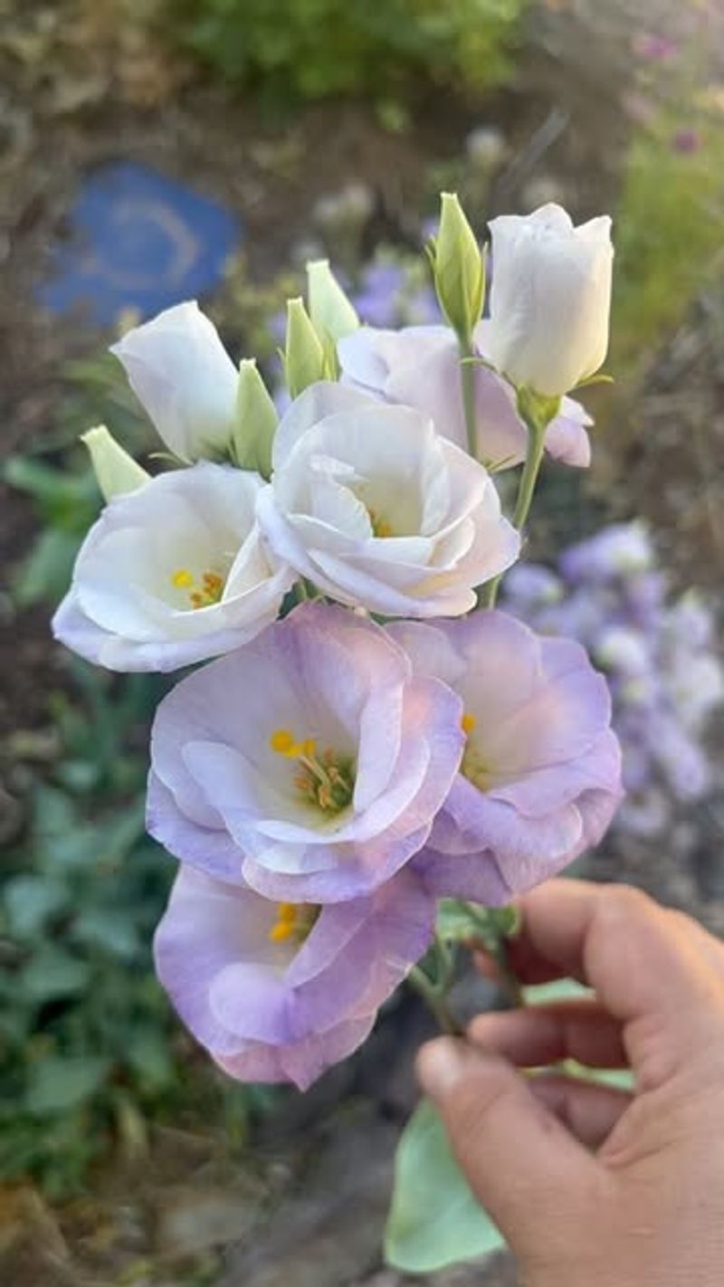 Lisianthus