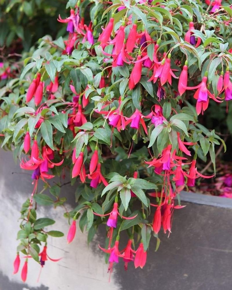 Cape Fuchsia