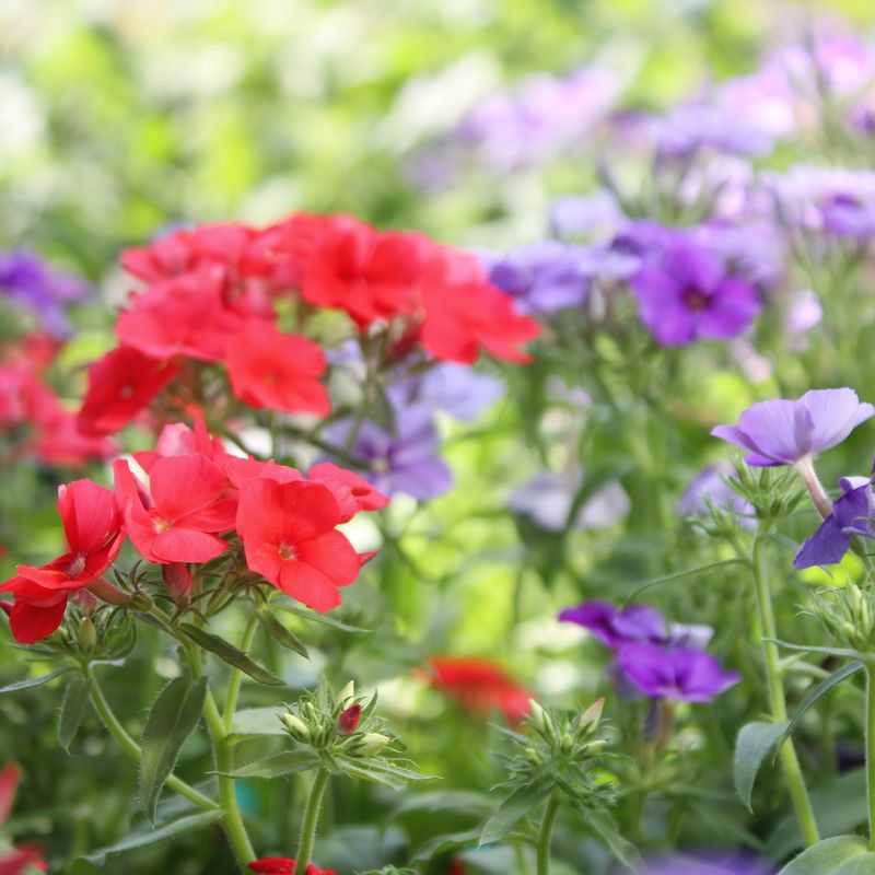 Phlox