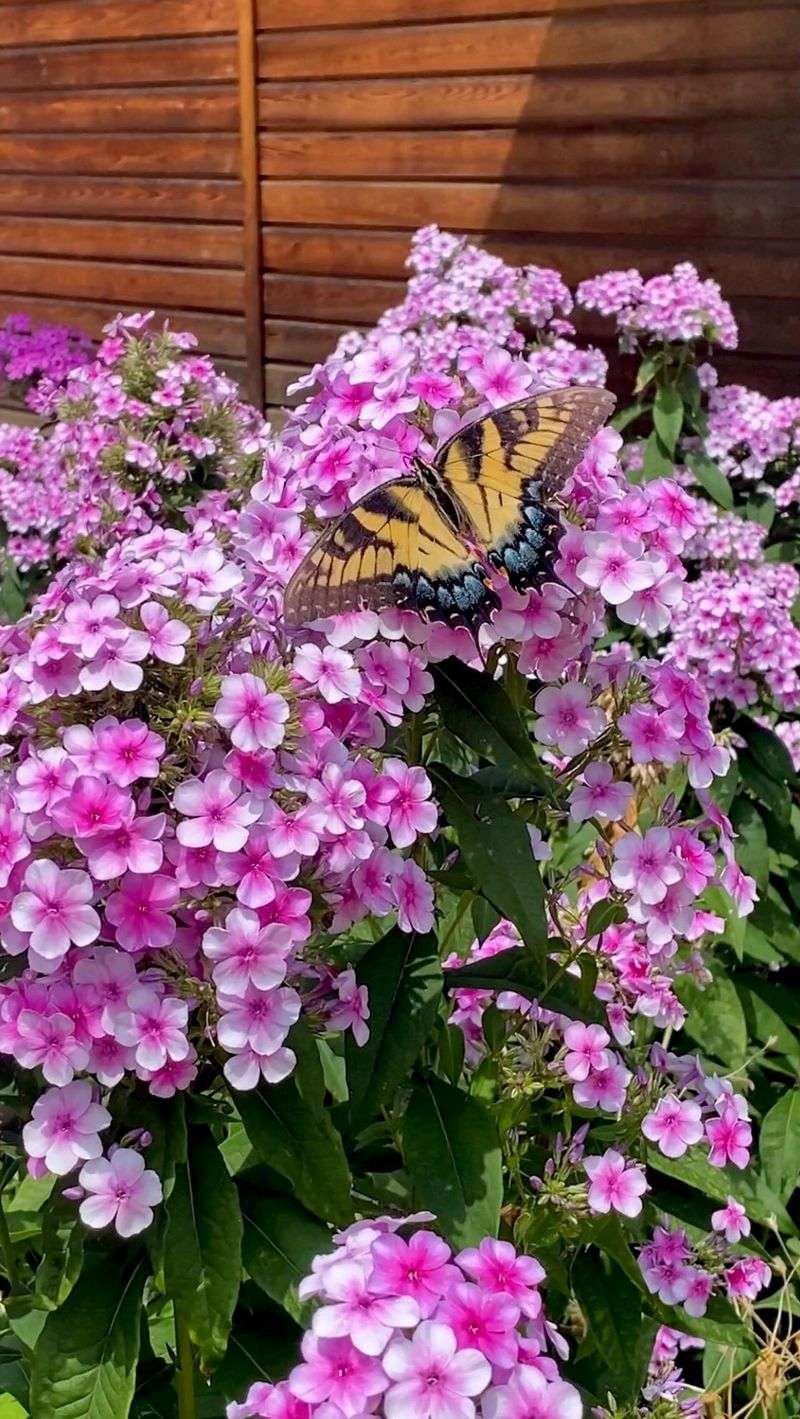 Phlox