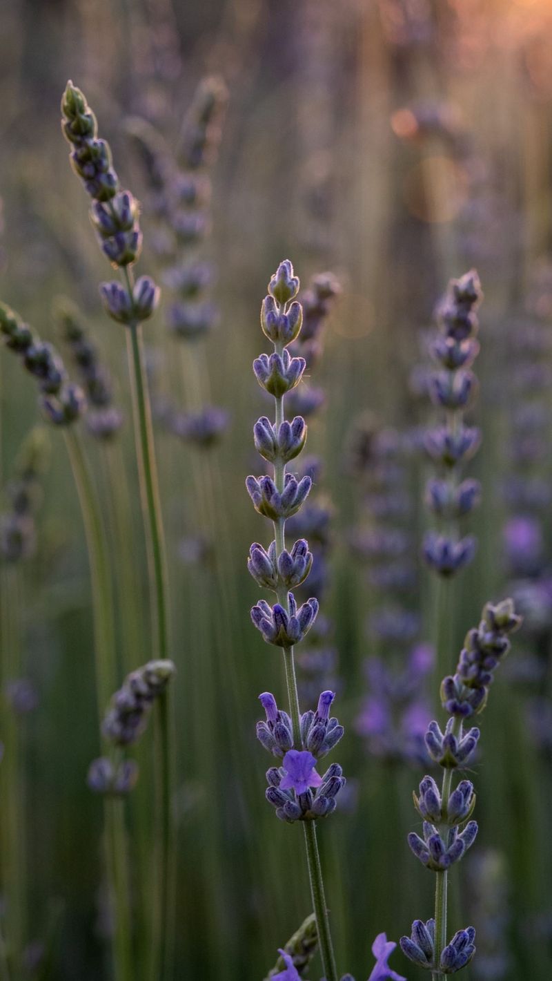 Lavender