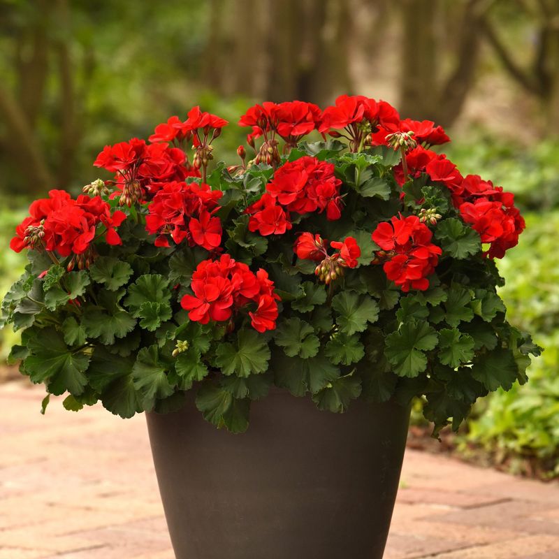 Geraniums (Pelargoniums)