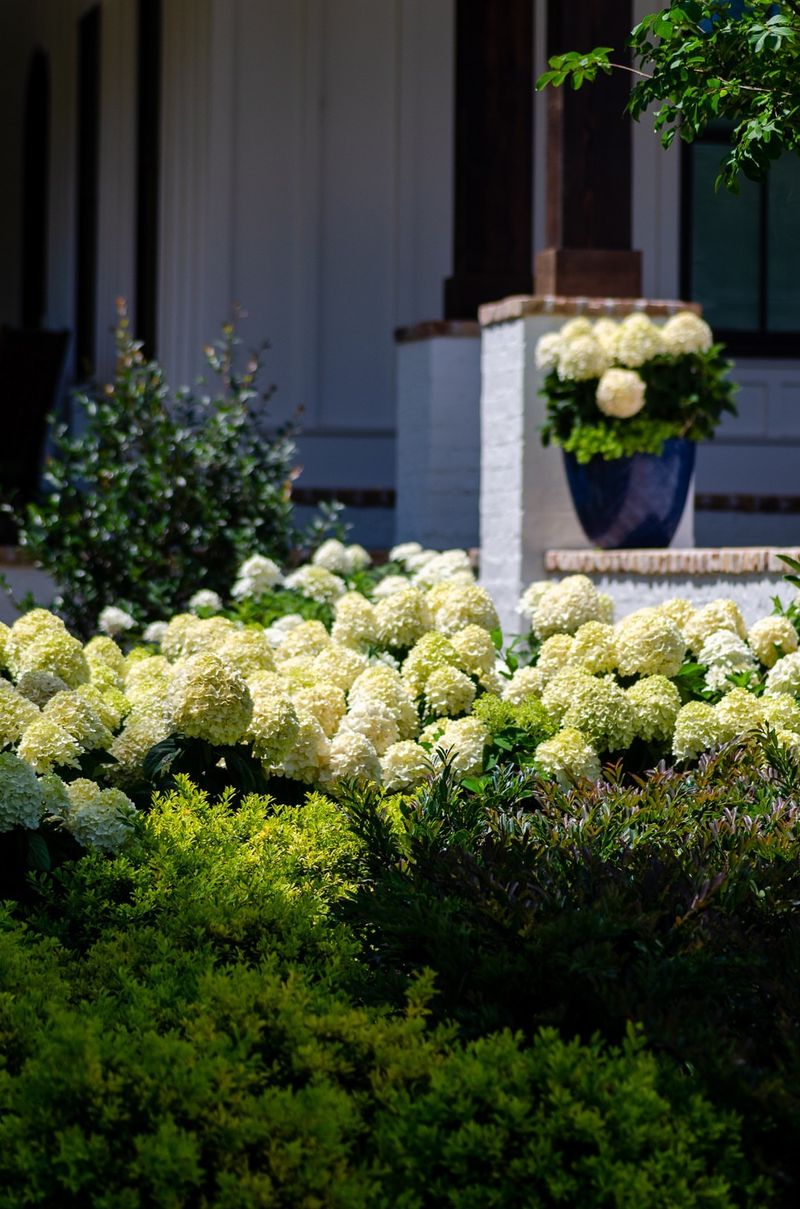 Hydrangeas: Classic Elegance