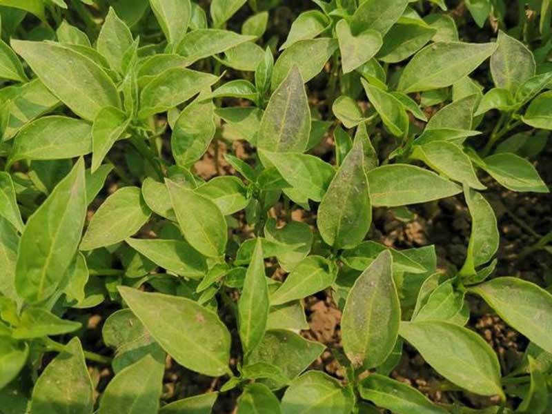 Peppers