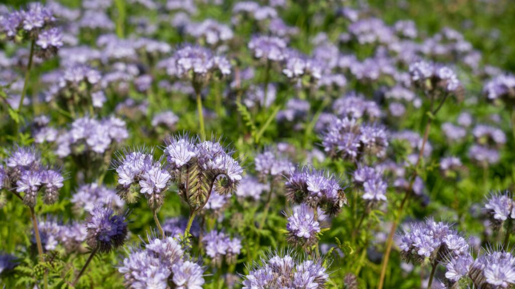 phacelia plant