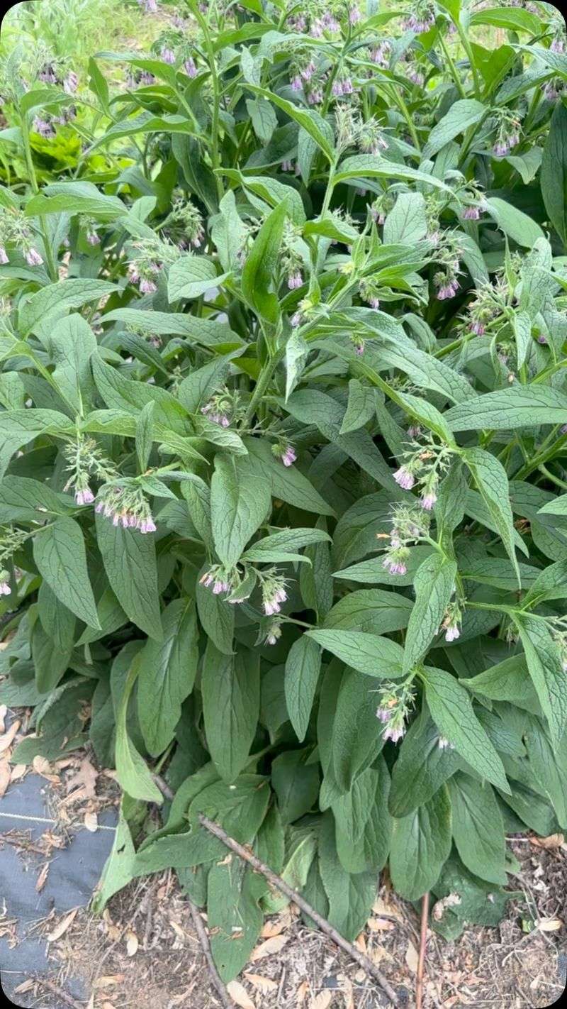 Comfrey