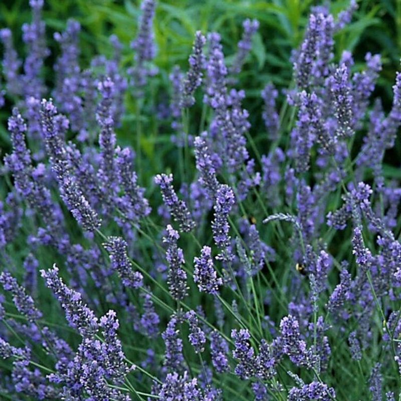 Grosso Lavender