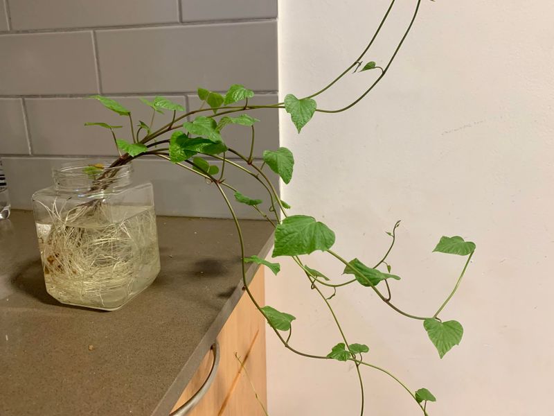 Sweet Potato Vine
