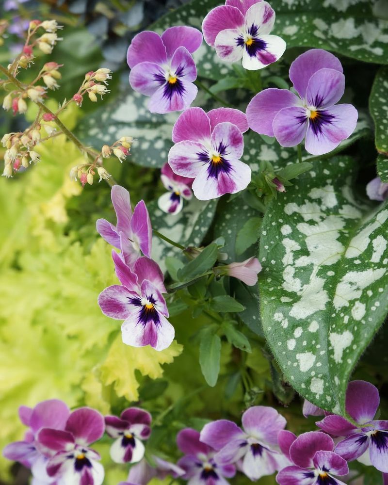 Violet