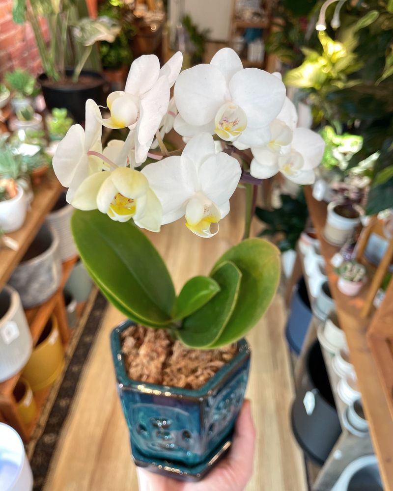 Orchid