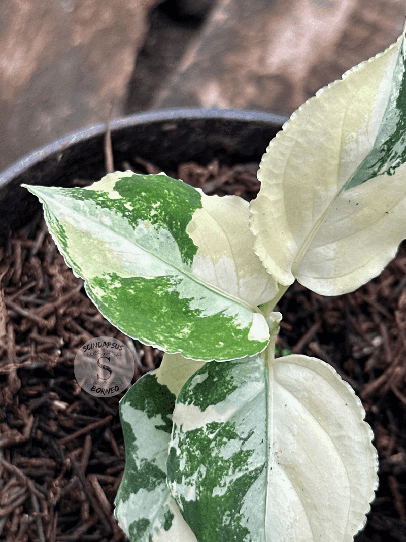 Variegated Aglaonema Pictum Tricolor