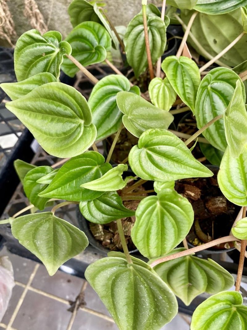 Peperomia (Various Species)