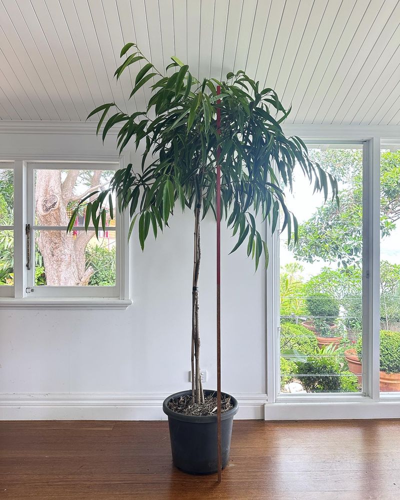 Ficus Longifolia