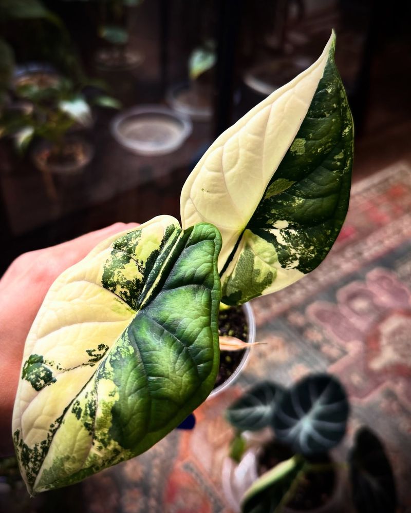 Variegated Alocasia Dragon Scale