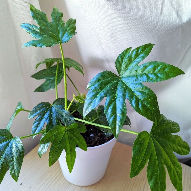 Fatsia Japonica (Japanese Aralia)