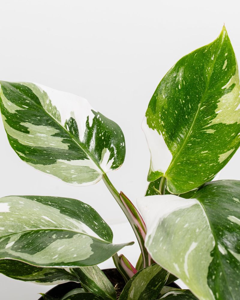 Variegated Philodendron Minima