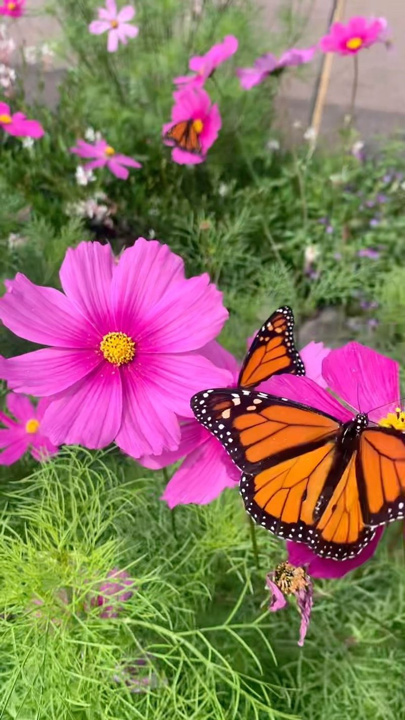 Cosmos