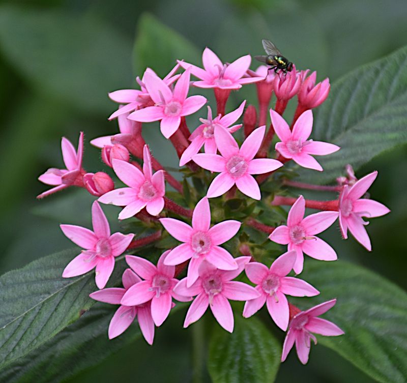 Pentas