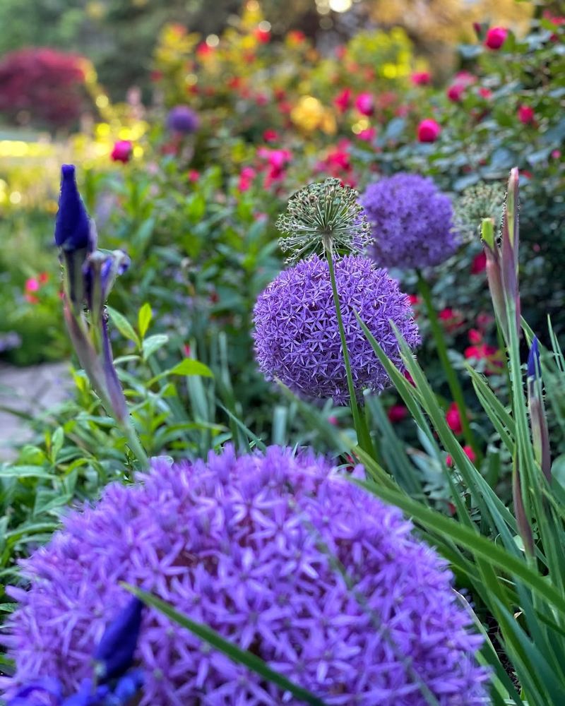 Allium: Spring Surprise