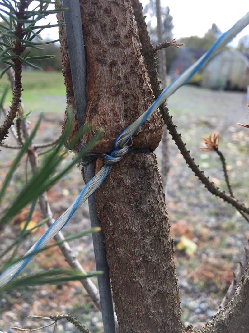 Check Tree Ties