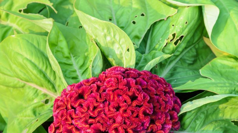 Choose Your Cockscomb Variety